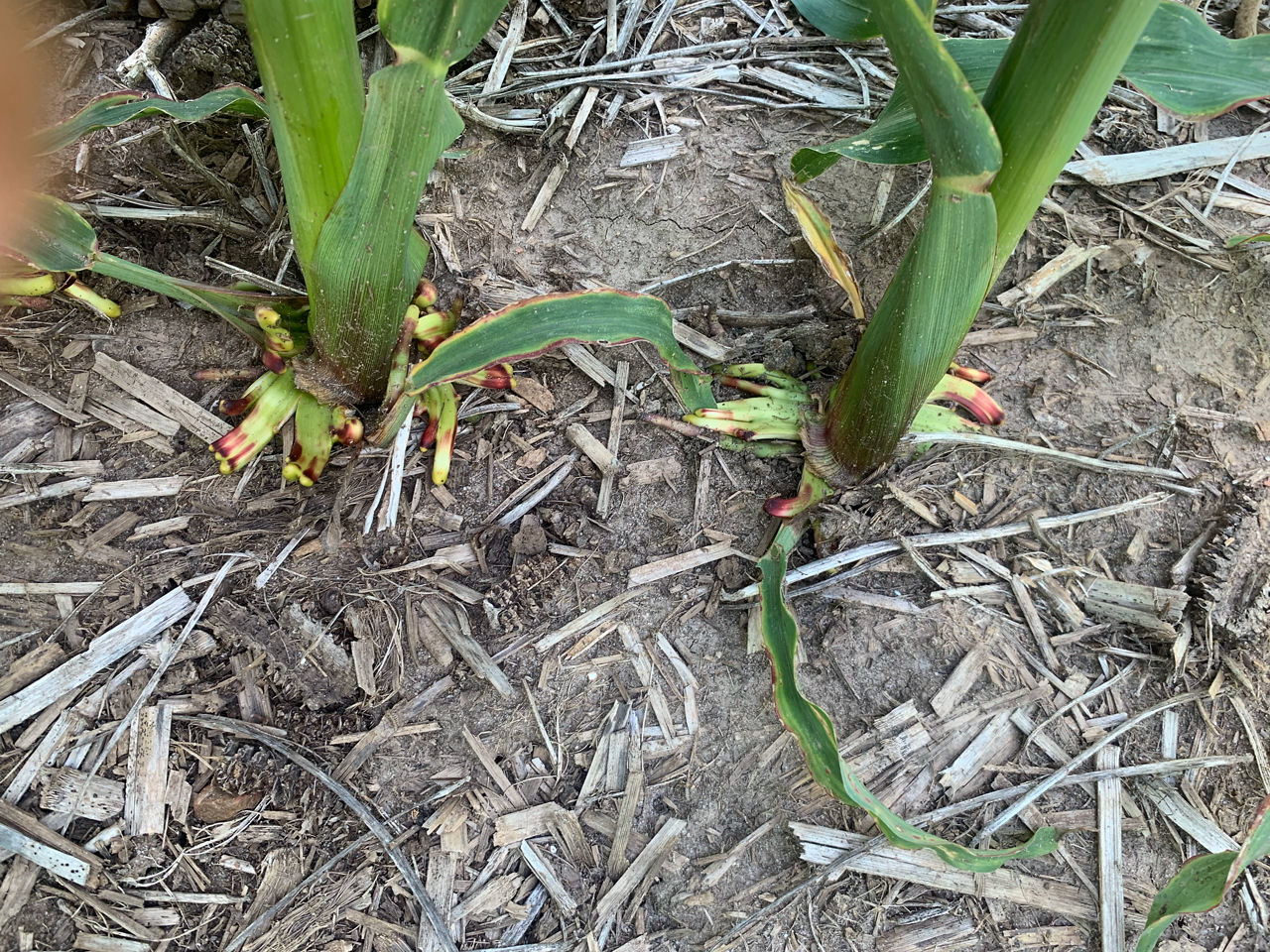 Figure 2. Fused roots resulting from a dicamba application. 