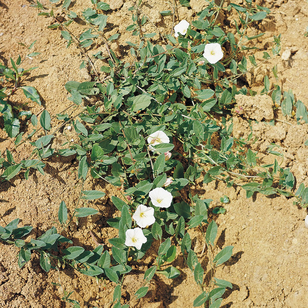 Figure 3. Bindweed flowering.