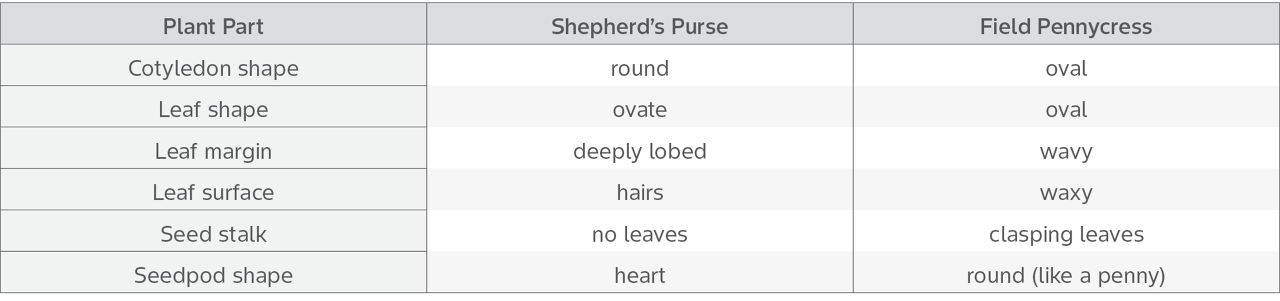 Identification Characteristics of Shepherd’s Purse and Field Pennycress