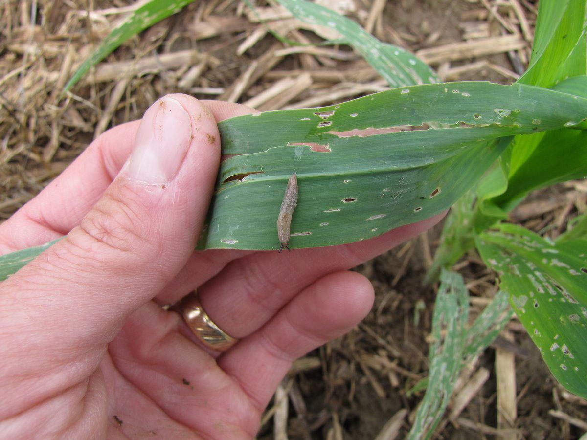 Figure 2. Gray garden slug feeding on corn leaves with characteristic holes and leaf scarification. 