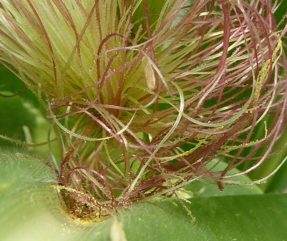Corn pollen on silks enlarged