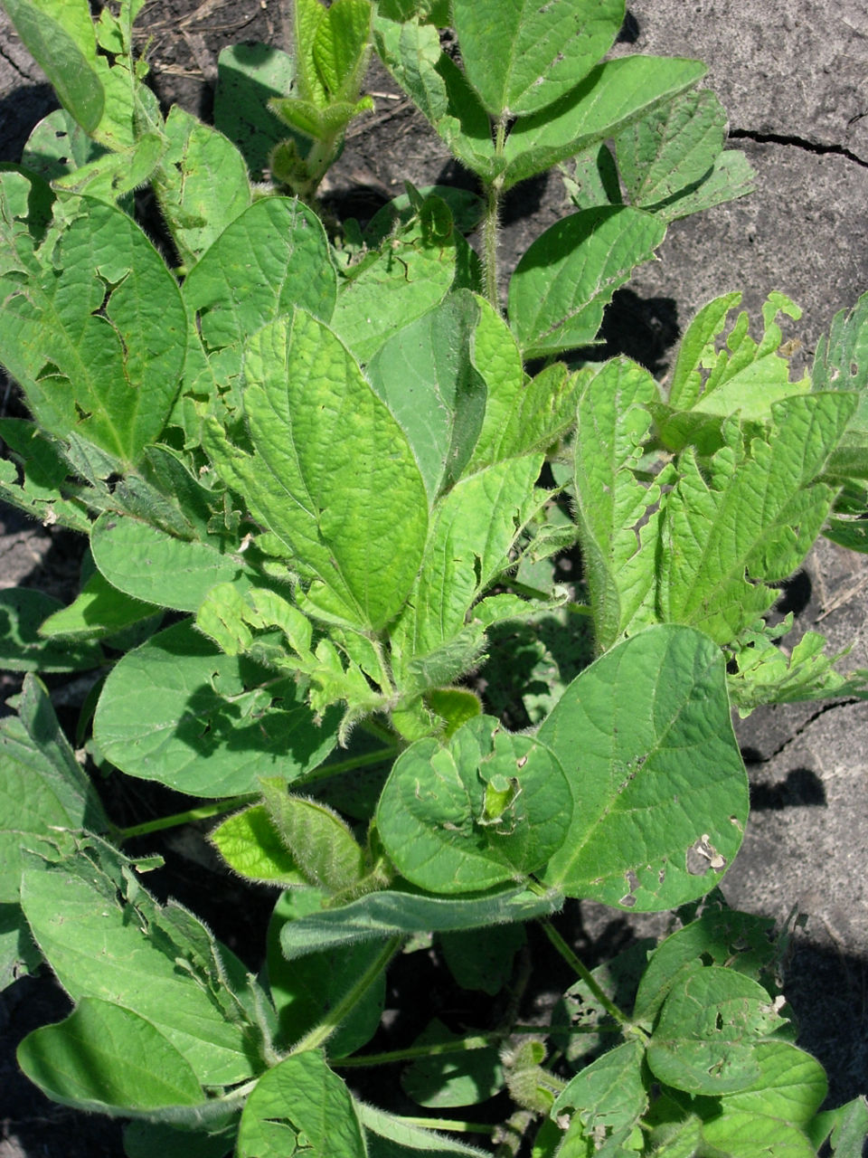Soybean plants with leaves damaged by hail.