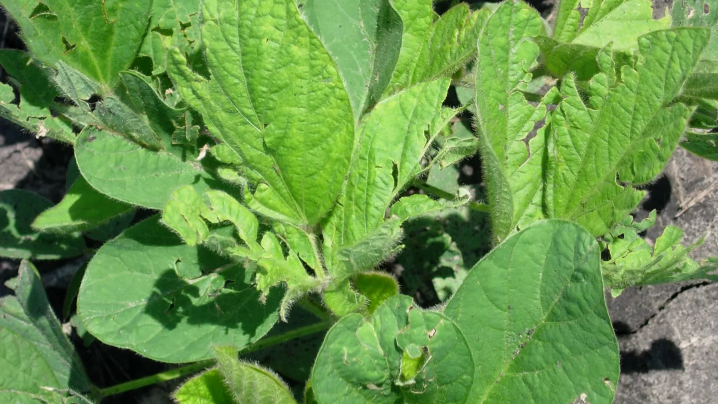 Impact of Hail Damage on Soybeans