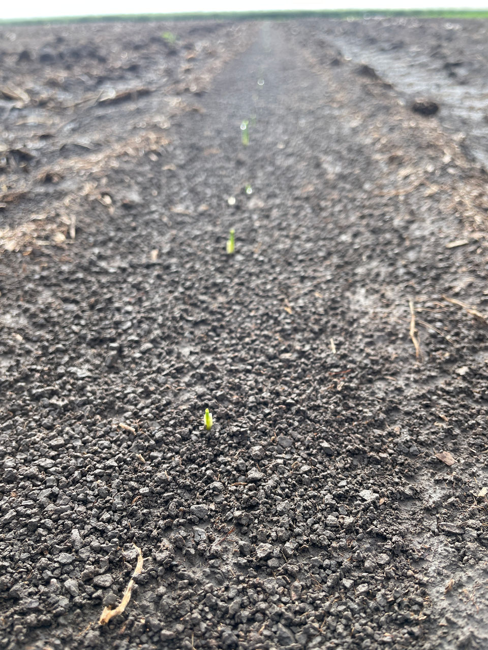 Corn emerging on June 15, 2024, that was planted on June 10, 2024. Image taken at the Bayer Crop Science Water Utilization Learning Center at Gothenburg, NE on June 15, 2024. 