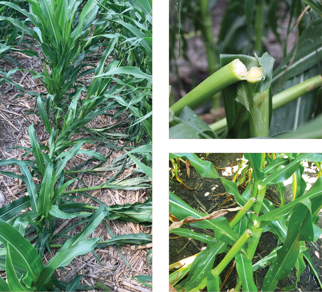 Greensnap injury in corn. 