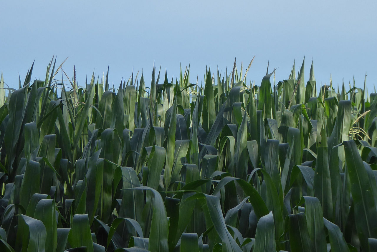 Graying of corn leaf due to sunscald