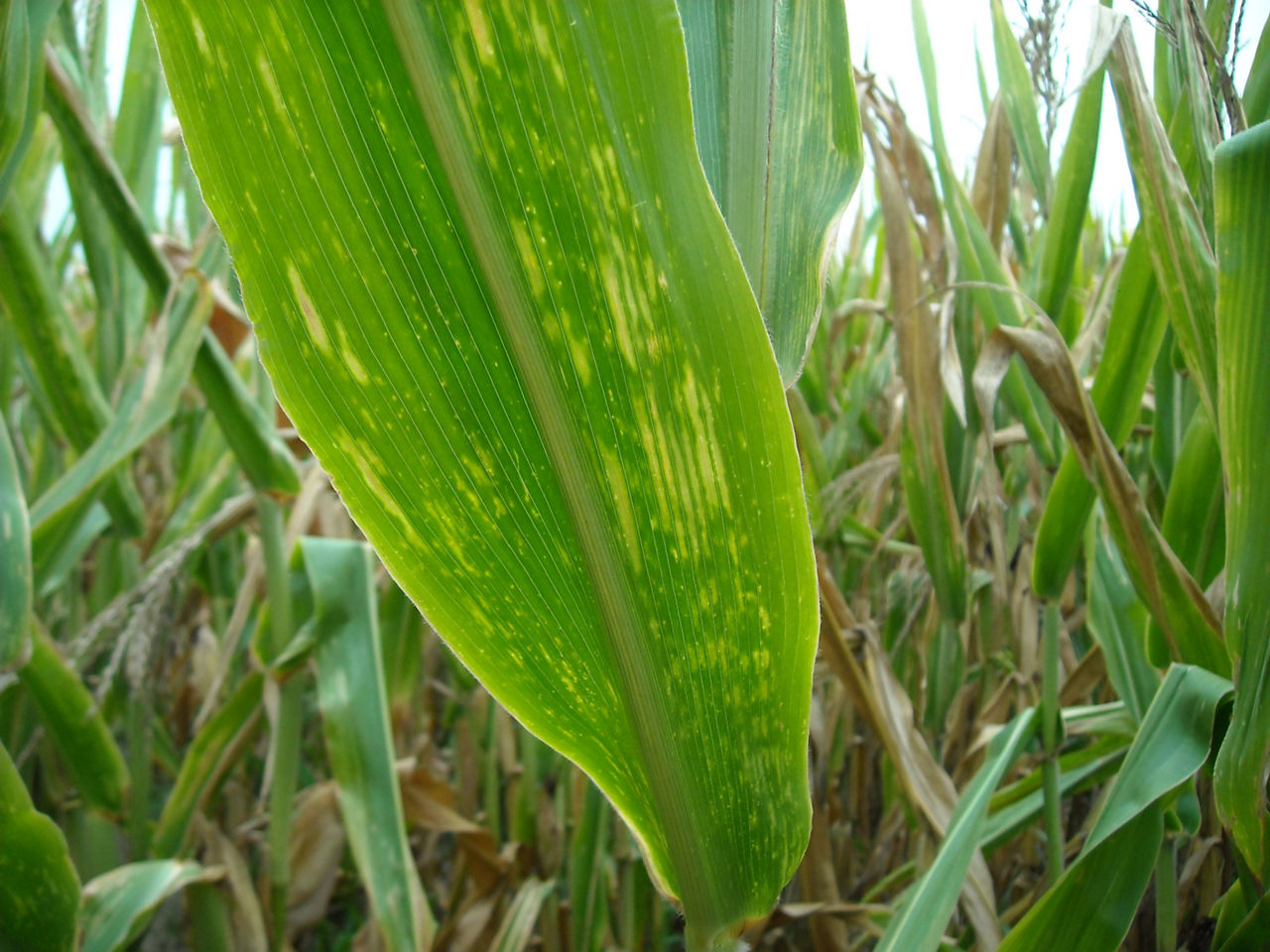 Corn leaf under drought with streaks