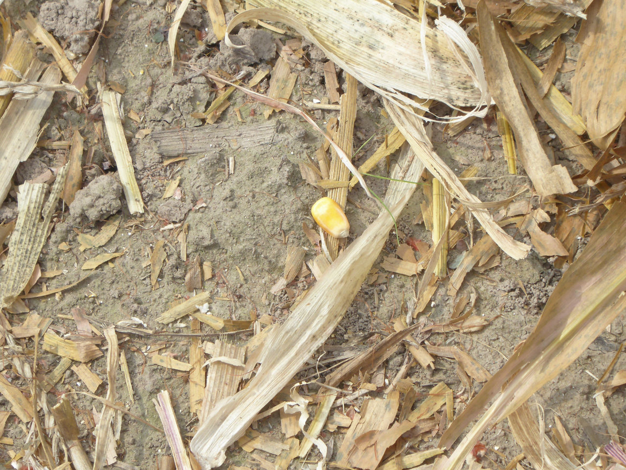 Lost kernels behind the combine should be minimal.