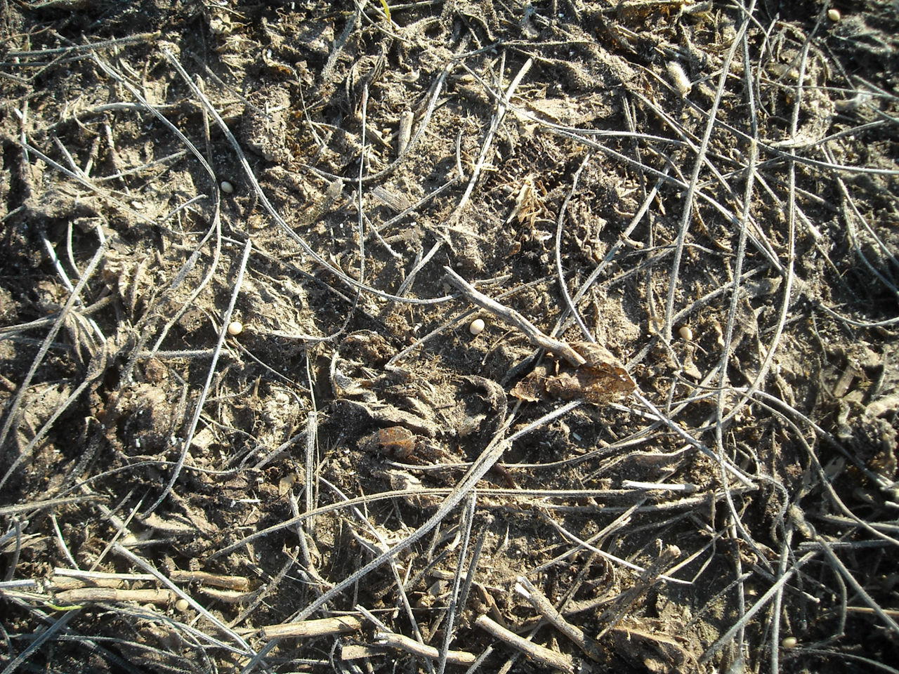 Lost Soybean Seed Behind Combine