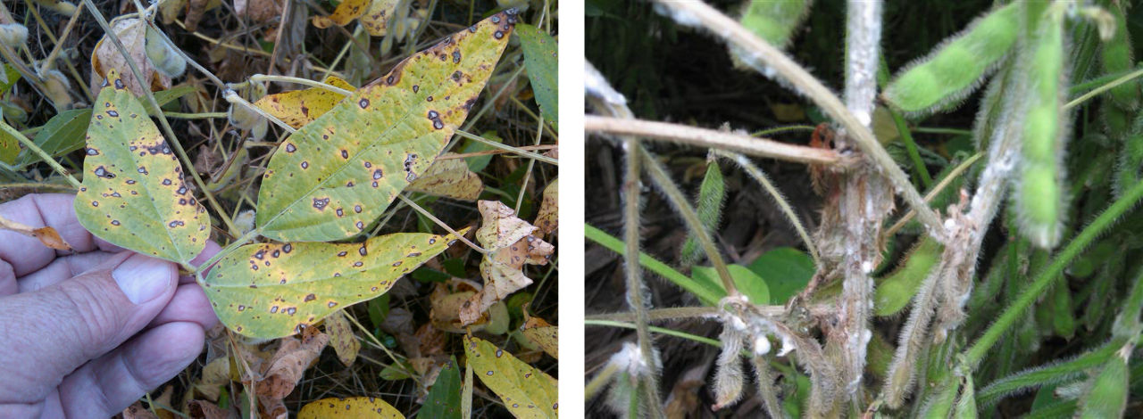 Frogeye leaf spot (left), white mold (right) symptoms on soybean plants. 