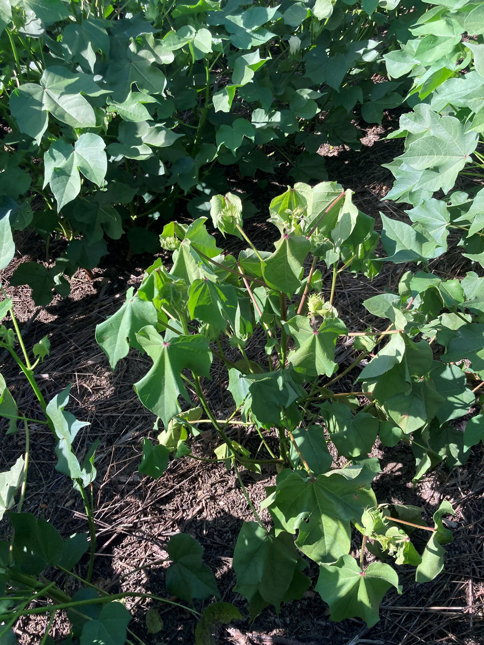 Cotton plant with symptoms indicative of bronze wilt.