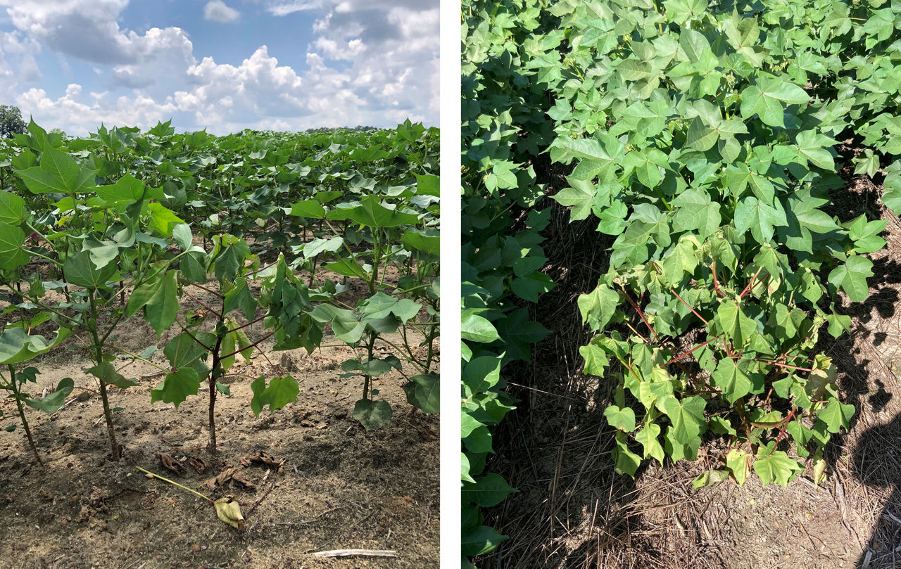 Younger (left) and older (right) cotton plants showing wilt surrounded by unwilted, healthy plants.