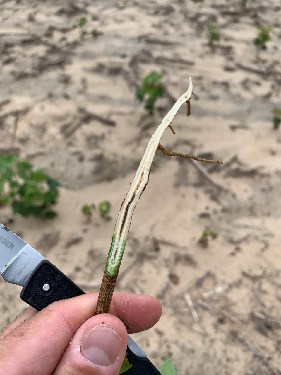 Vascular staining in a cotton stem indicating Fusarium wilt infection.