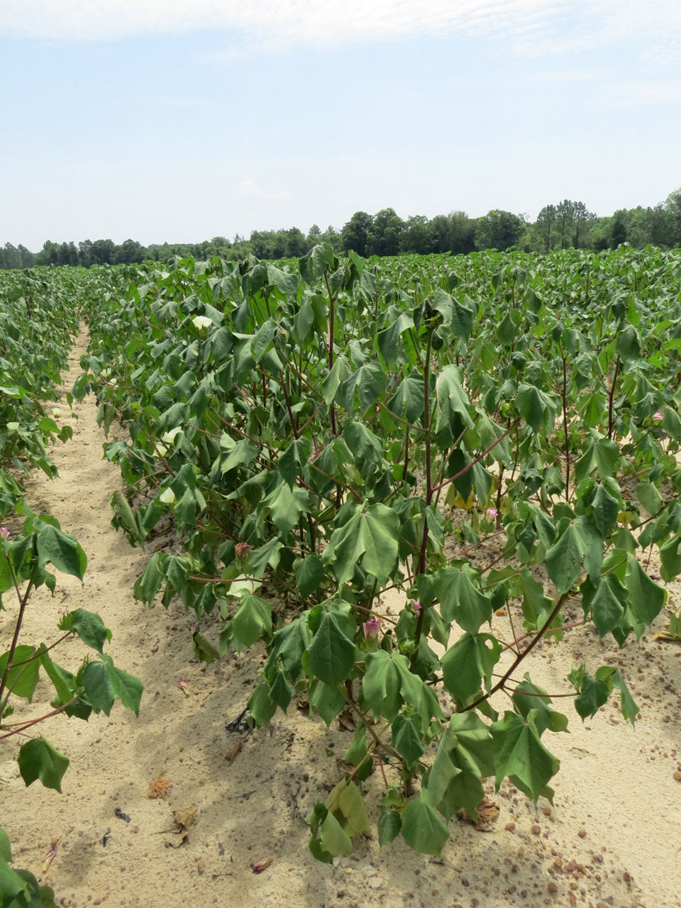 Vascular staining in a cotton stem indicating Fusarium wilt infection.
