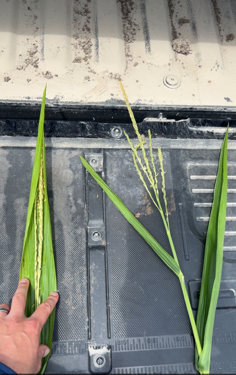 Image of tightly wrapped tassel on left and normally emerged tassel on right. 