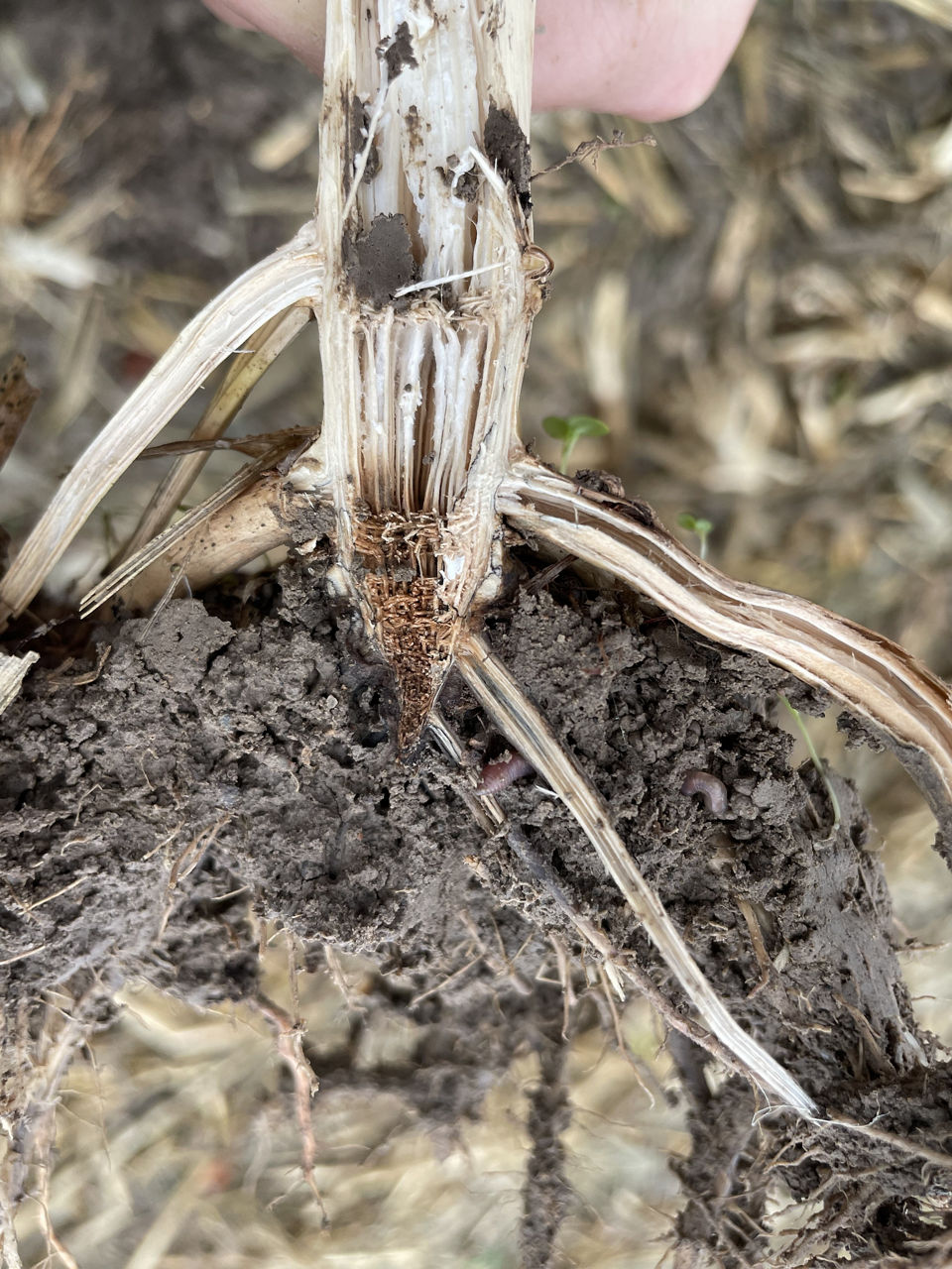 Figure 2. Root rot can be noted at harvest as plants may be easily pulled out by the combine gathering chains. 