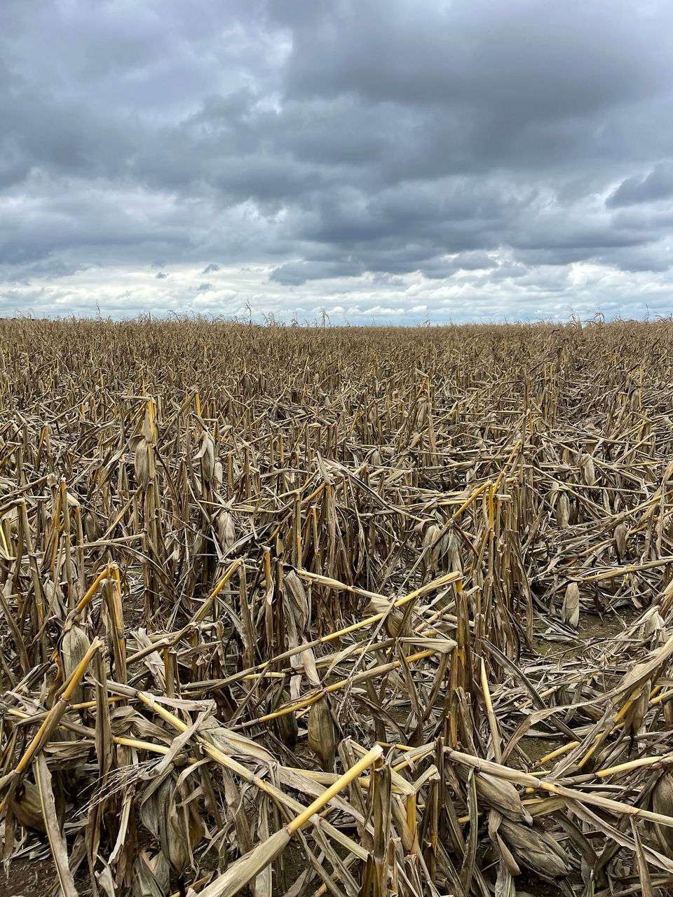 Figure 1. Lodged corn is difficult to harvest. Inspection of leaf and stalk tissue can help determine the cause.