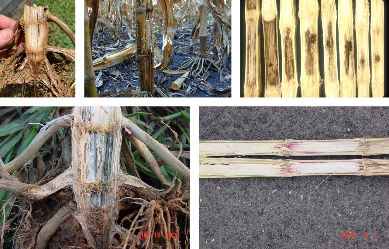 Figure 2. Corn plants exhibiting stalk rot symptoms: Top (left to right): Fusarium stalk rot, Anthracnose stalk rot and Diplodia stalk rot. Bottom: (left to right) Charcoal rot and Gibberella stalk rot. 