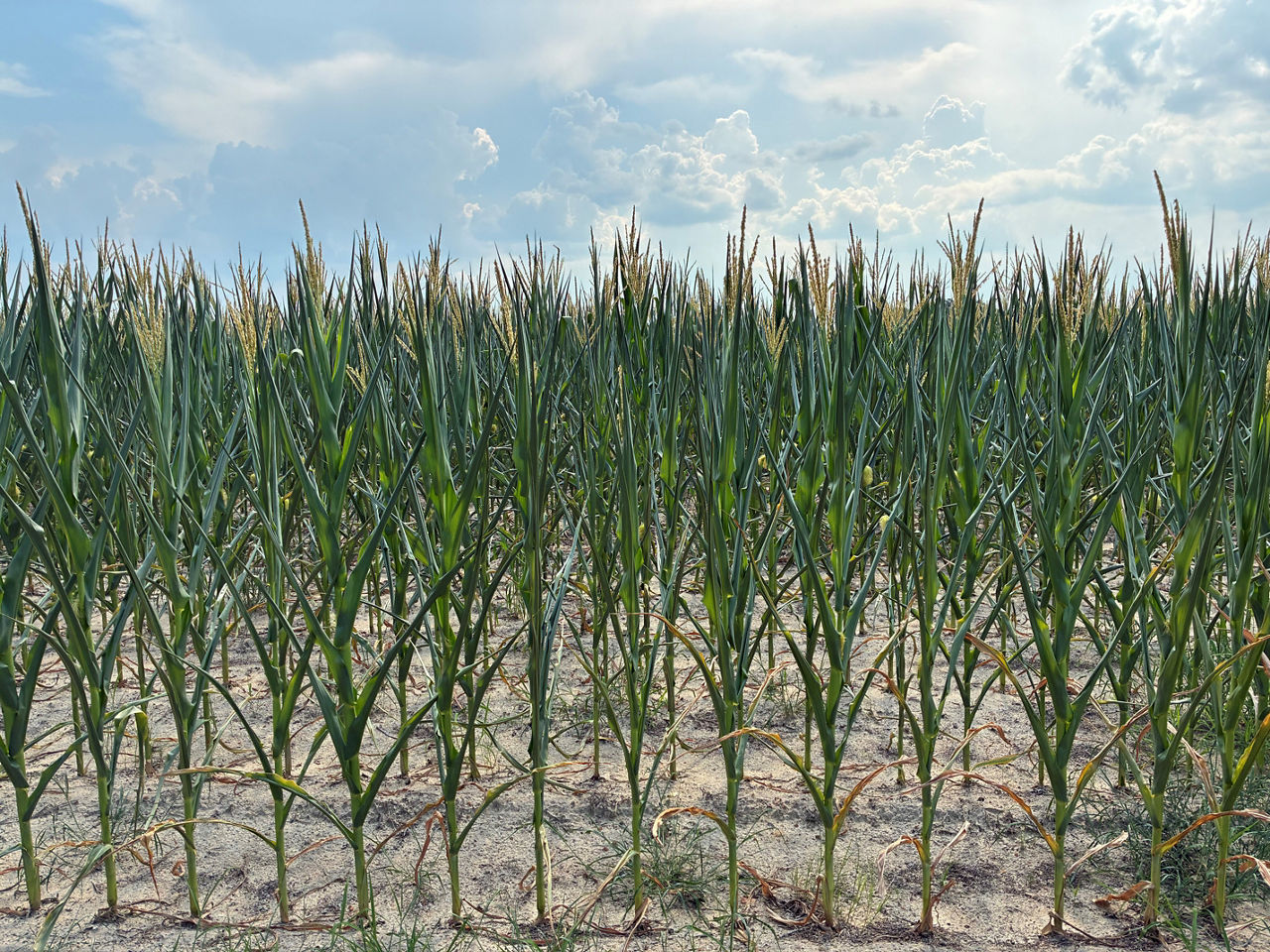 Figure 1. Drought stressed corn at tassel.  