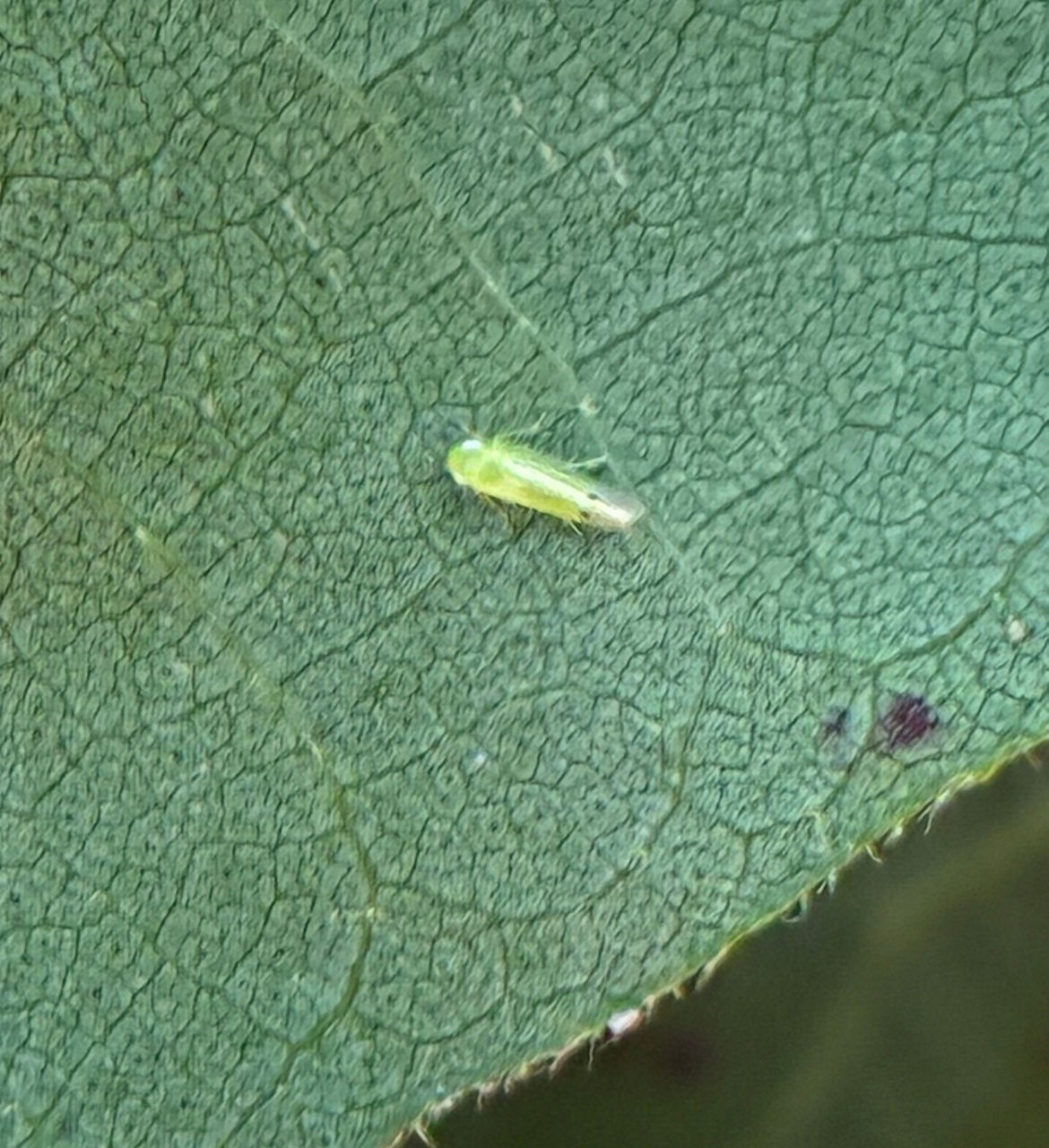 Adult Amrasca biguttula with dark spots on each wing.