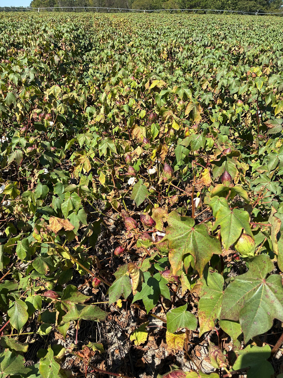 Hopperburn cotton field damage from two-spot cotton leaf hopper.