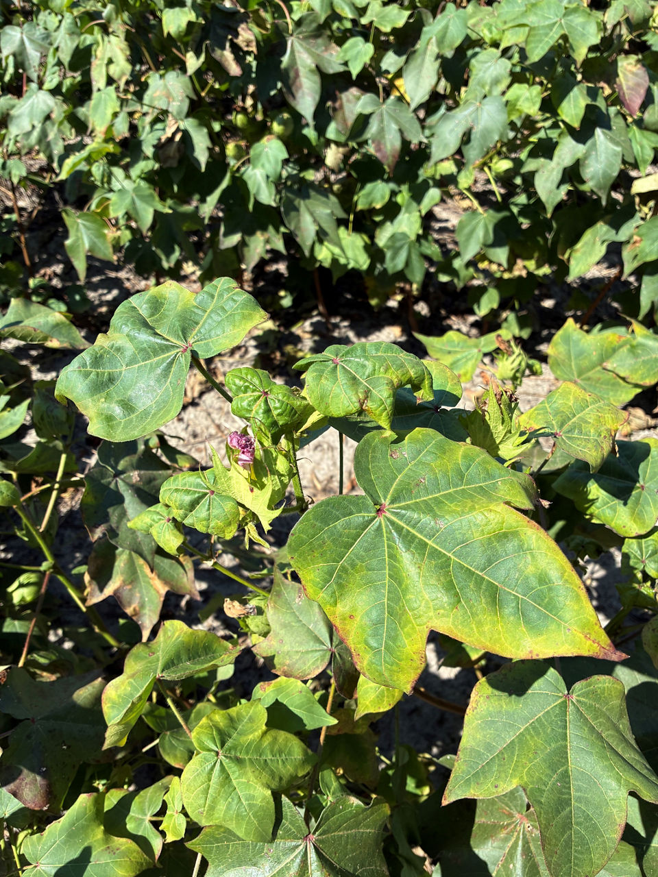 Curling and wilting cotton plant leaves from cotton jassid damage.