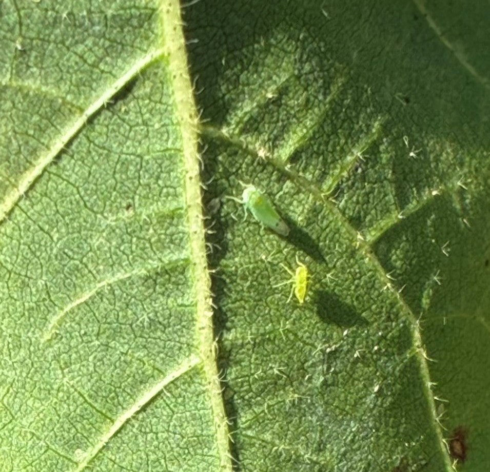Cotton scouting: Amarasca biguttula adult and nymph underside of leaf.