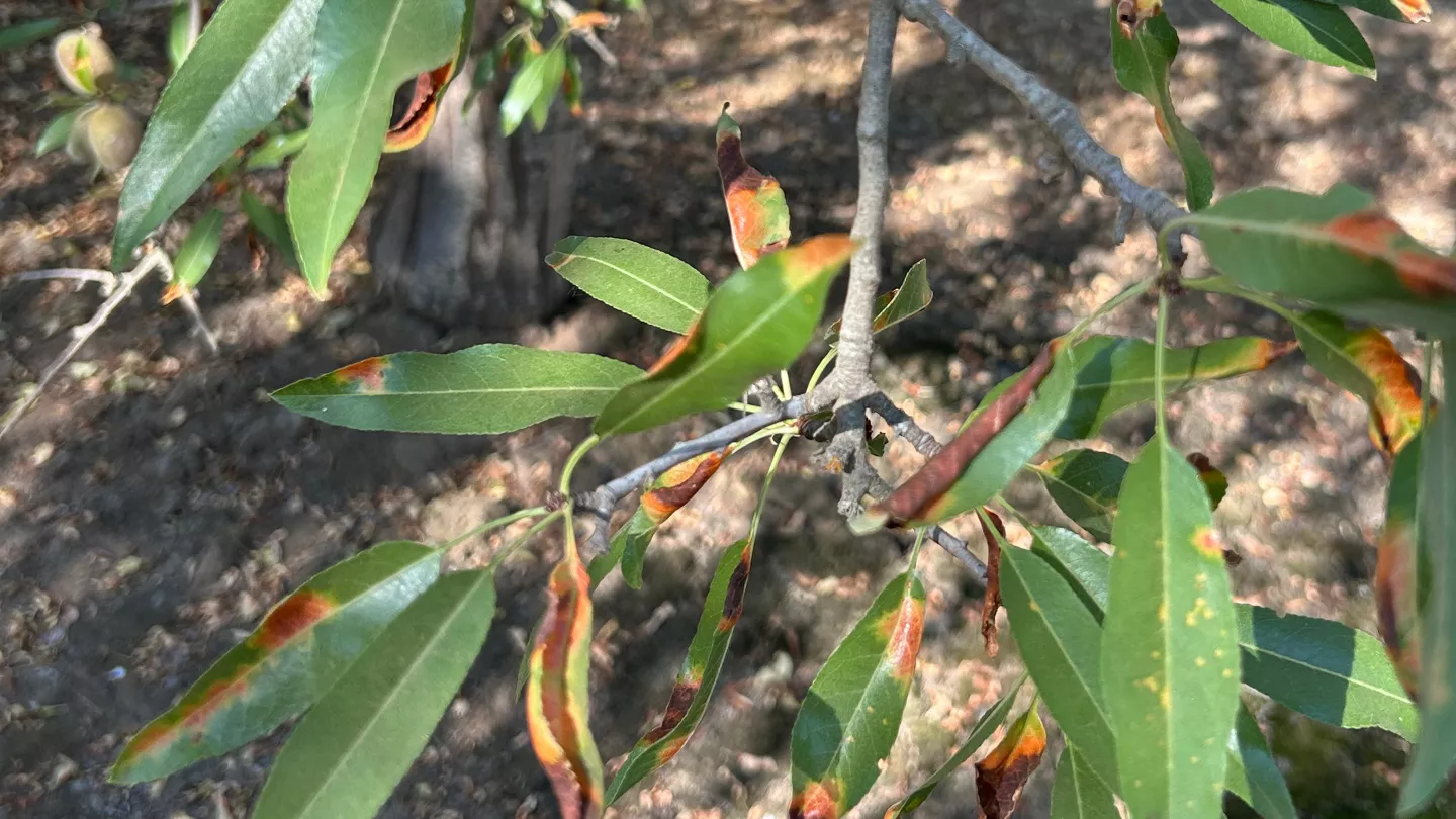 Red Leaf Blotch of Almond