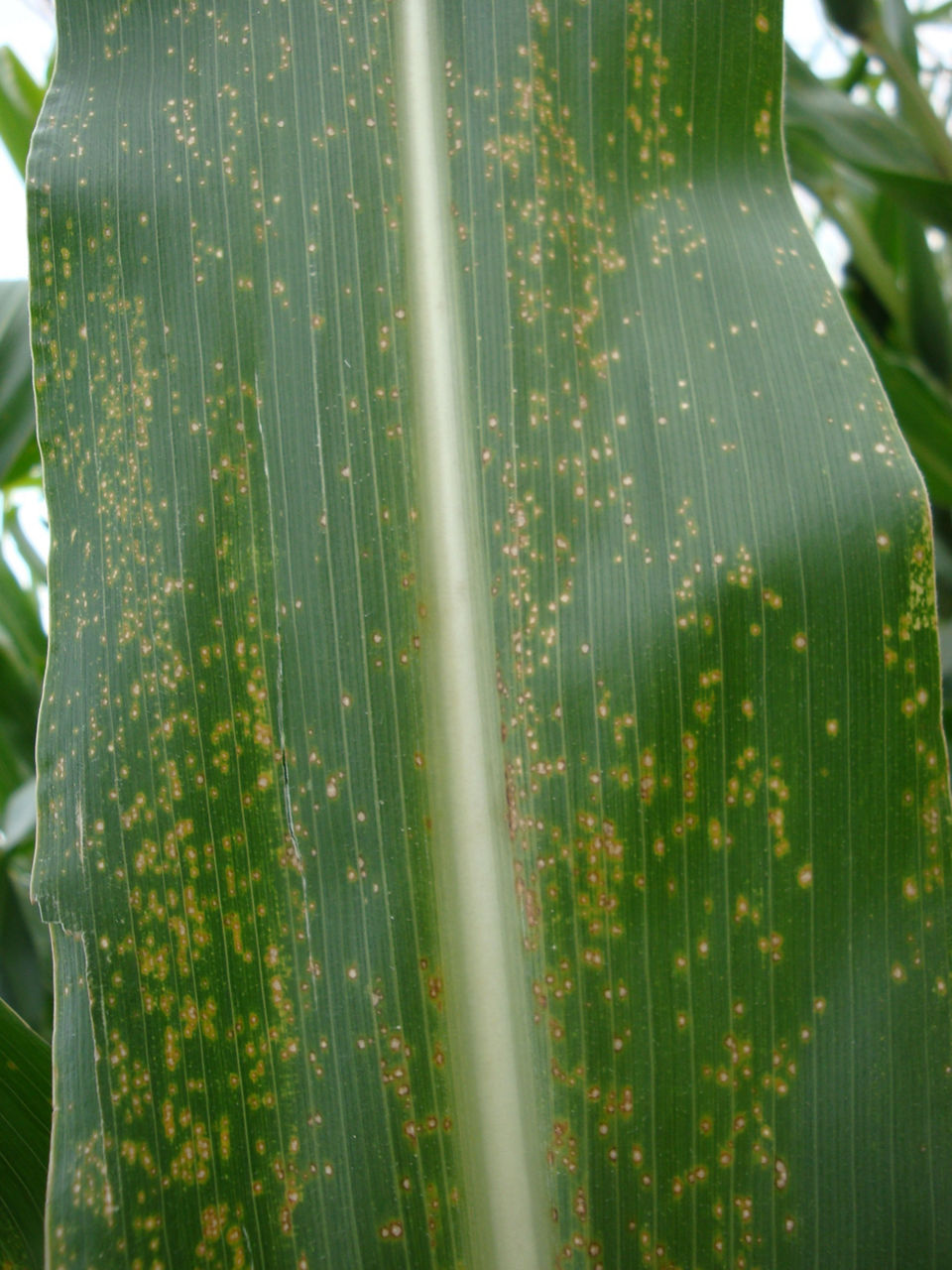 Eye Spot - Top Side of Leaf 