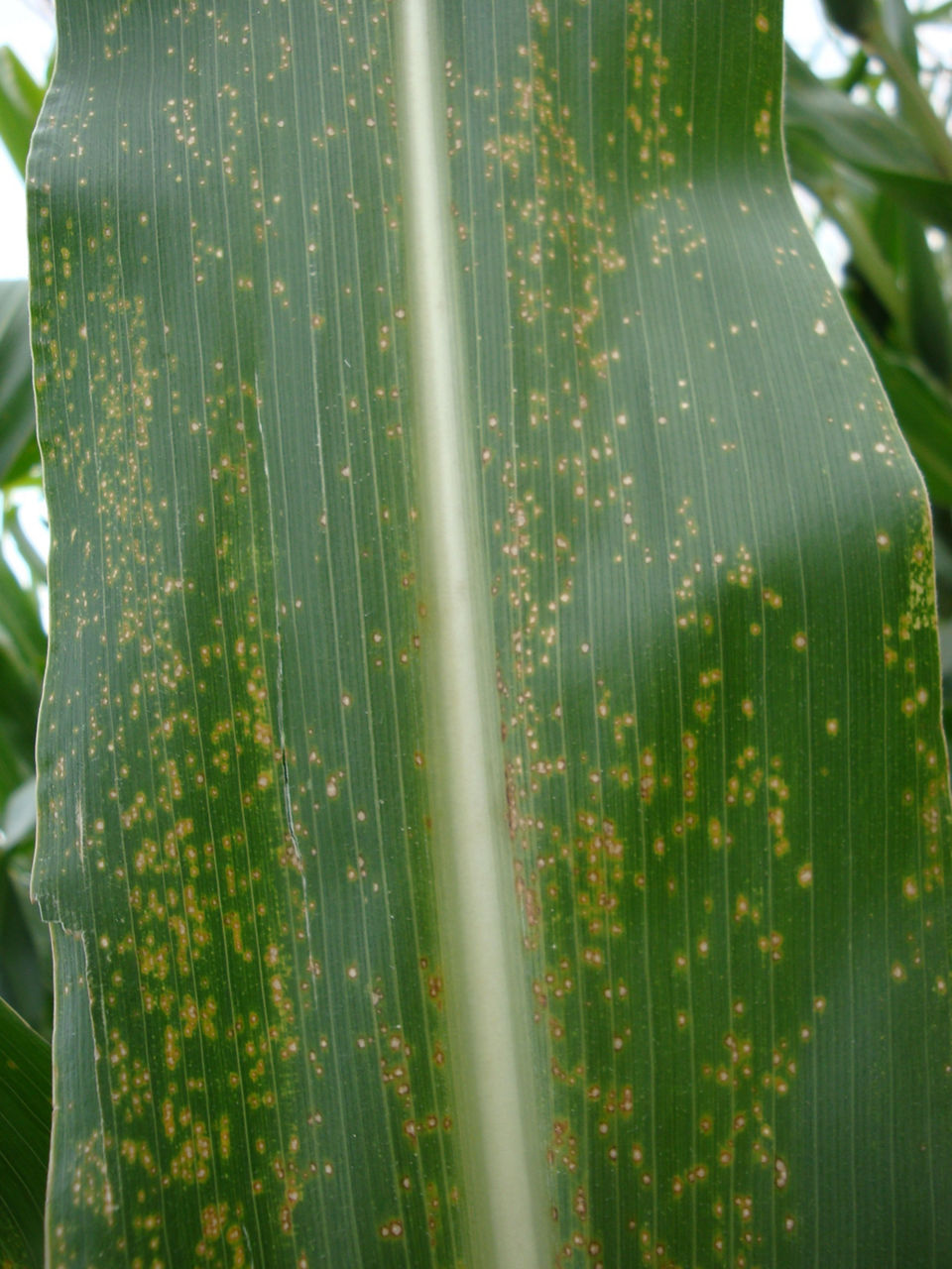 Figure 2. Eyespot lesions on a corn leaf