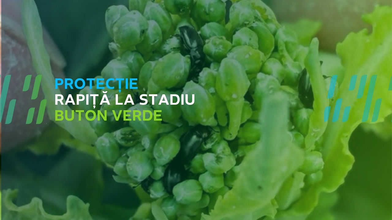Rapiță la buton verde: protecție sigură cu Sivanto și Tilmor | Bayer