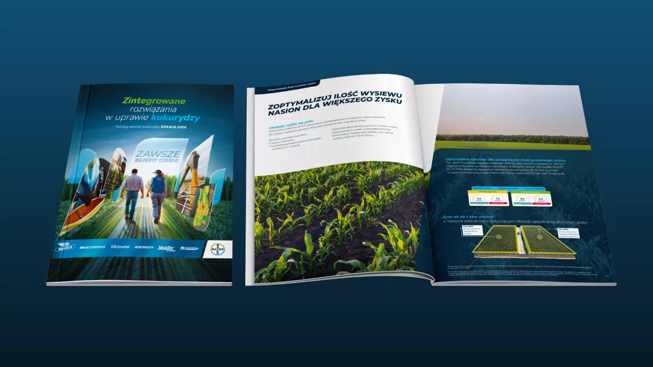 katalog kukurydzy