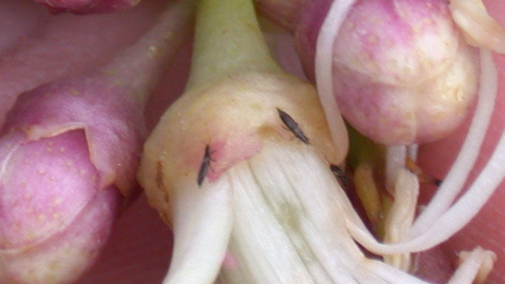 Kelly’s citrus thrips (KCT) are a serious pest of citrus in inland Australia, where in the Riverland-Sunraysia region of South Australia alone, it is estimated to cost industry $10 million per annum in crop losses and control measures.