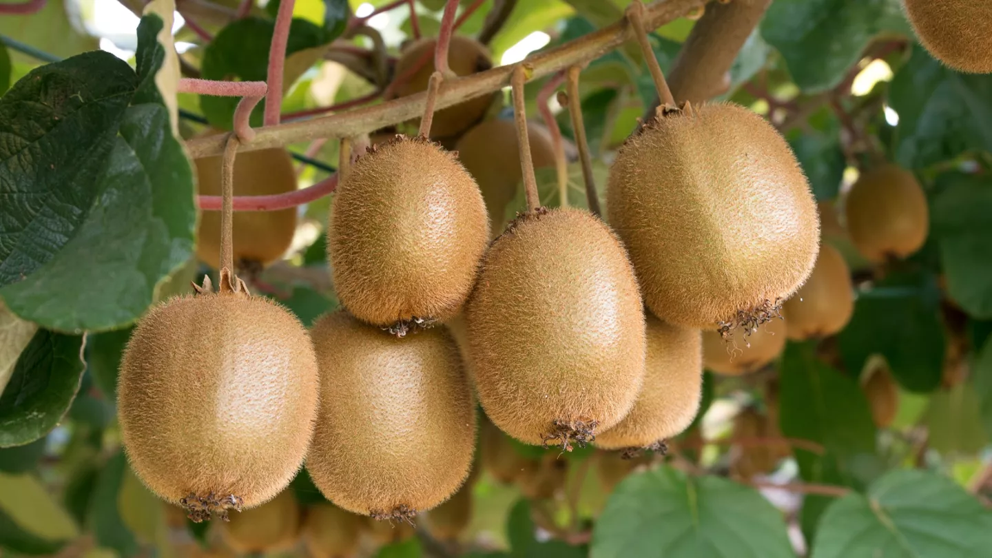 crop protection in Kiwifruit