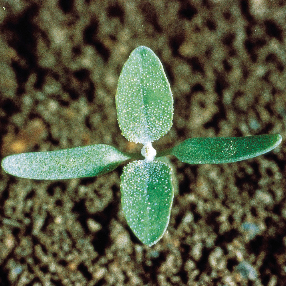 Lambs_Quarters