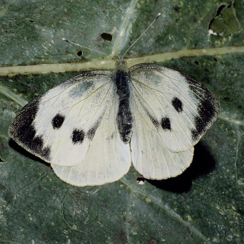 Large And Smallcabbage Whitefly
