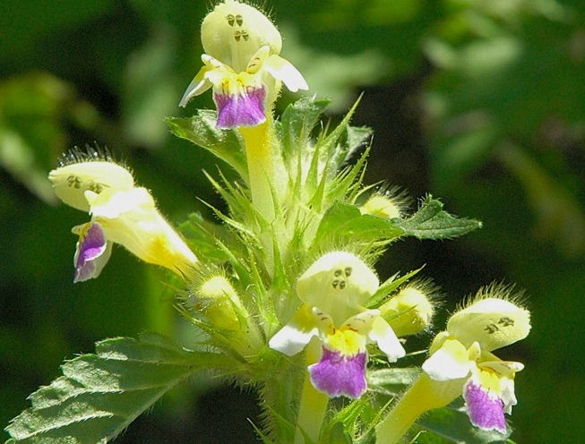Large_Flowered_Hemp_Nettle