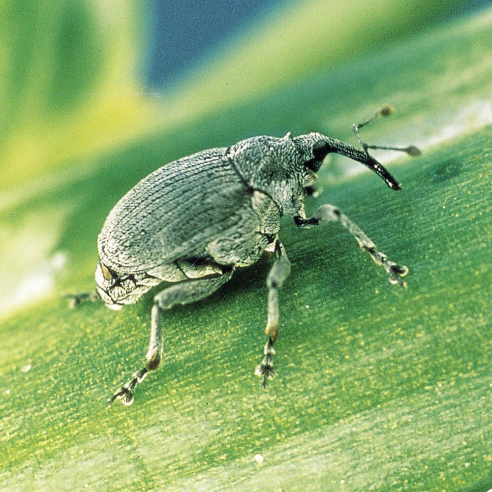 Large Stem Borer Weevil