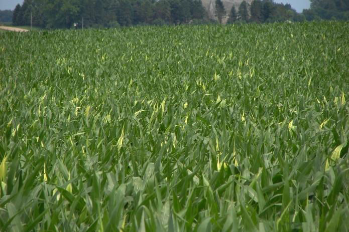 Figure 2. Yellow leaves can be seen throughout a field once twisted whorls have unfurled.