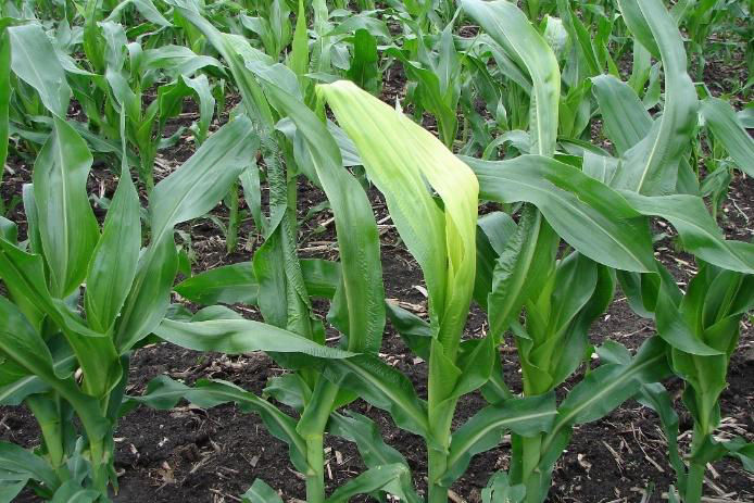 Figure 3. Unfurled leaves have a crinkled, or wavy appearance and are yellow due to the lack of exposure to sunlight while tightly wrapped.