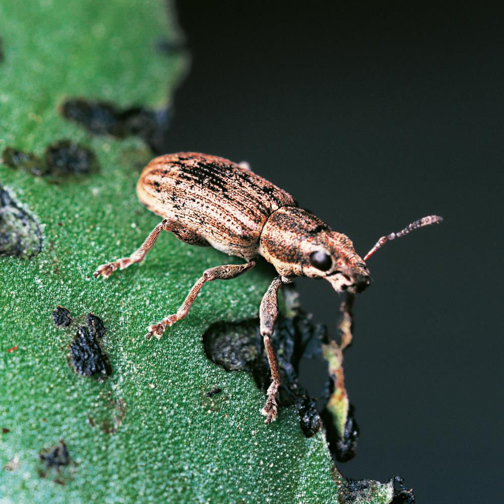 Leaf Beetles