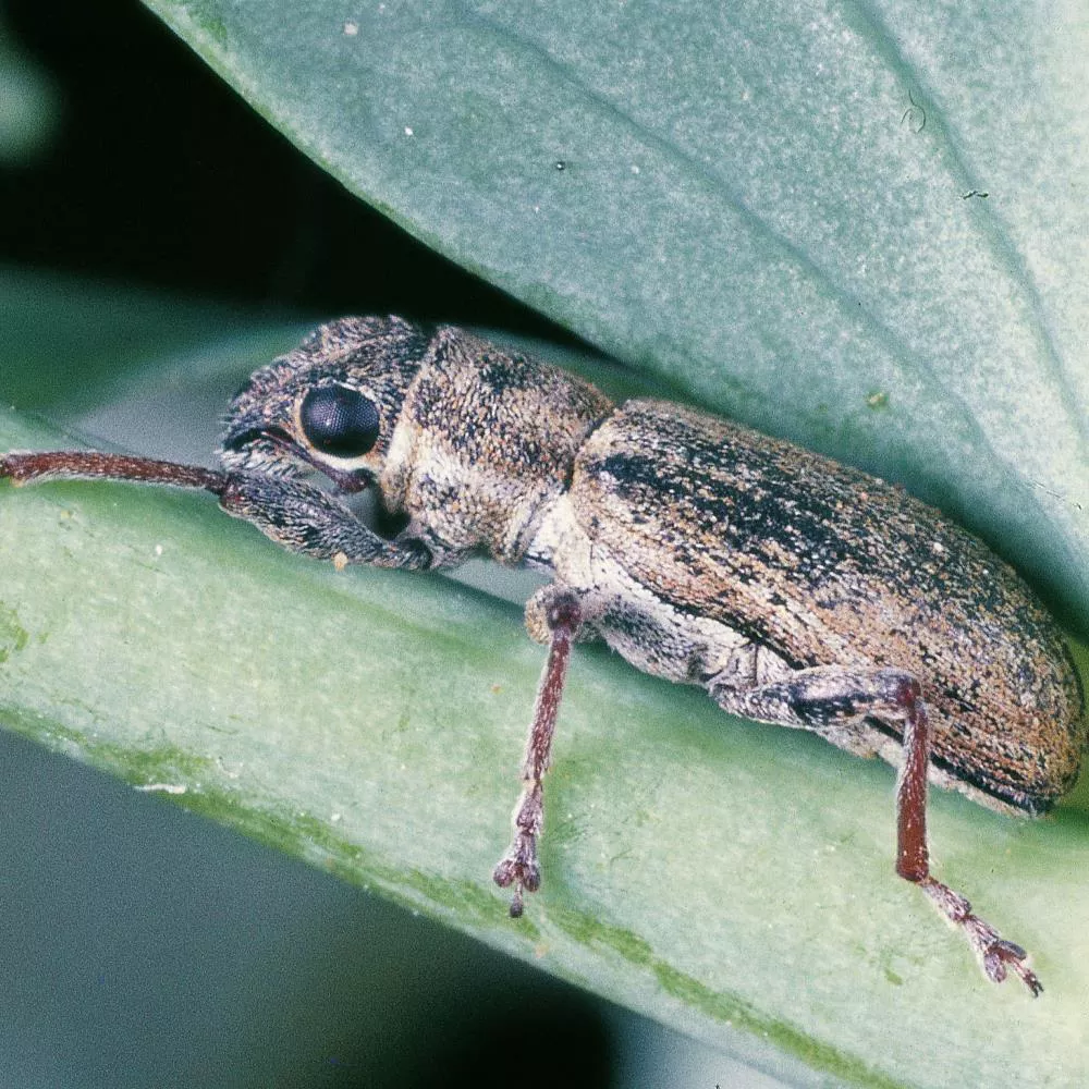 Leaf Beetles