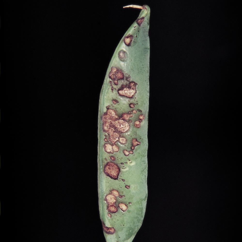 Leaf Blight