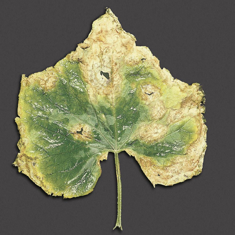 Leaf Blight