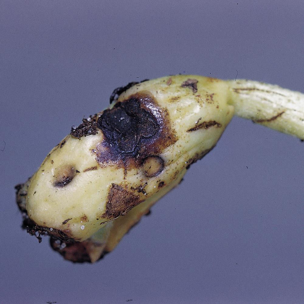 Leaf Blight