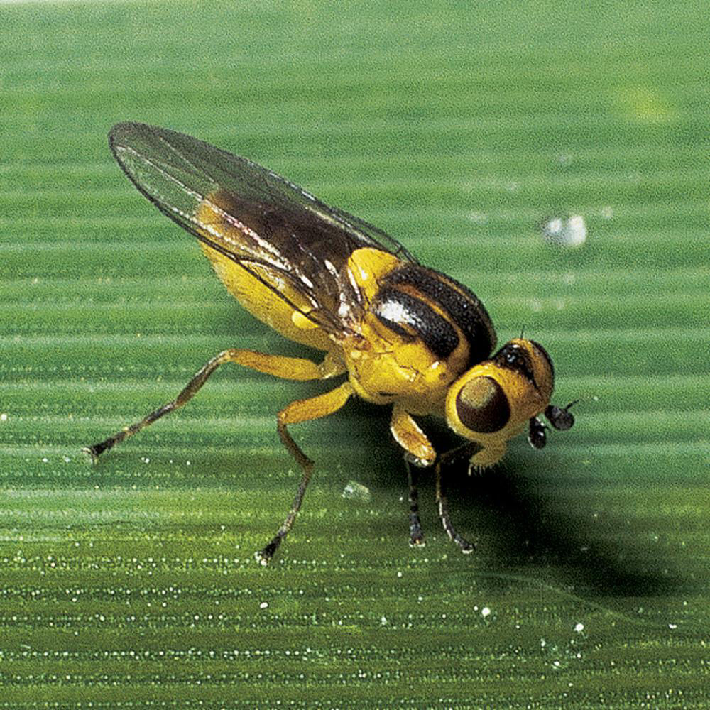 Leaf Fly