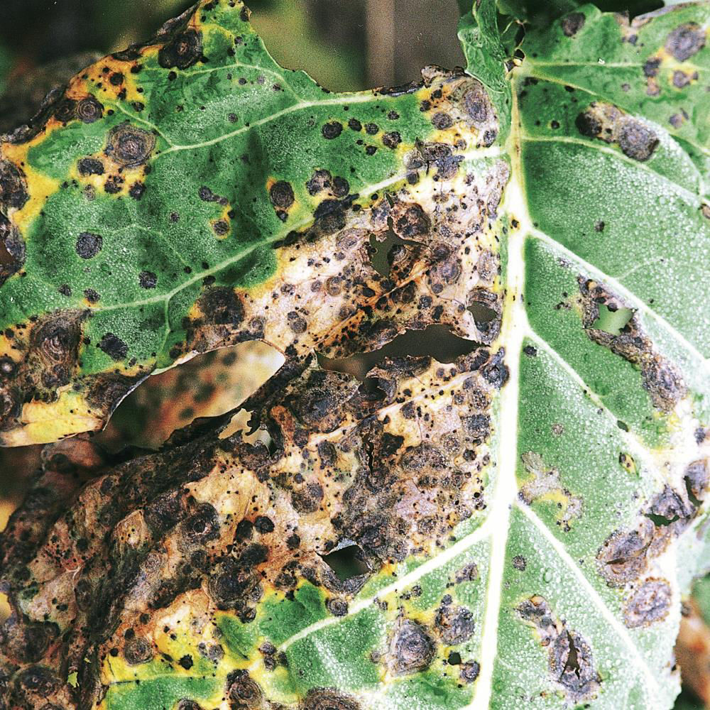 Leaf Spots