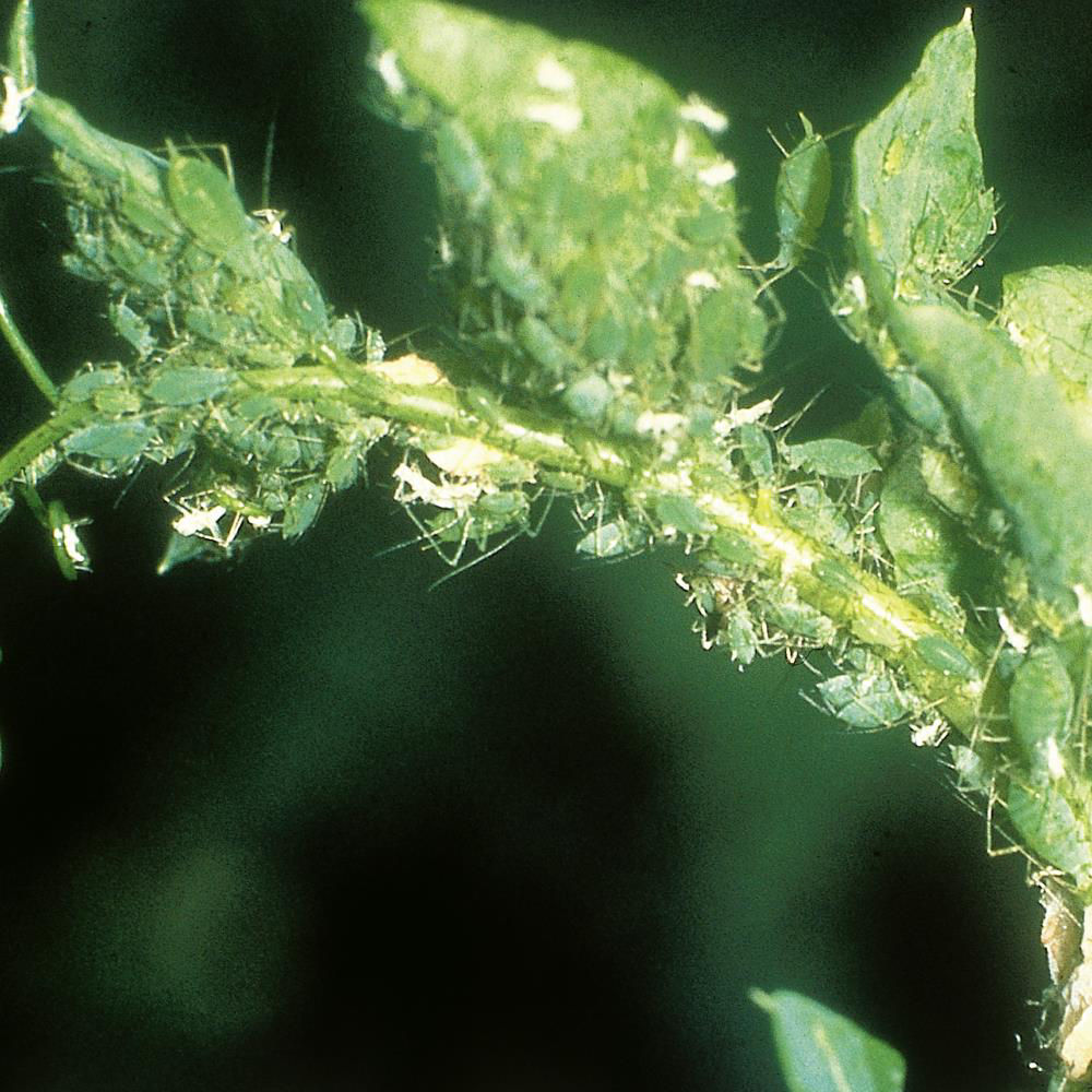 Legume Aphid