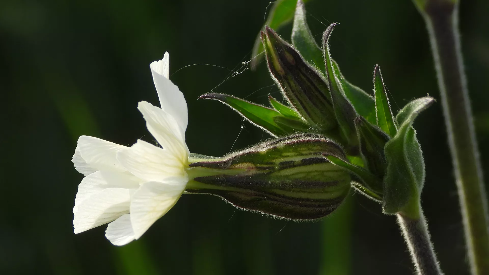 Silene latifolia Poir.