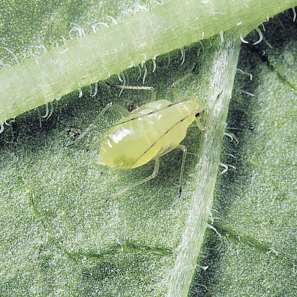 Lettuce Aphid